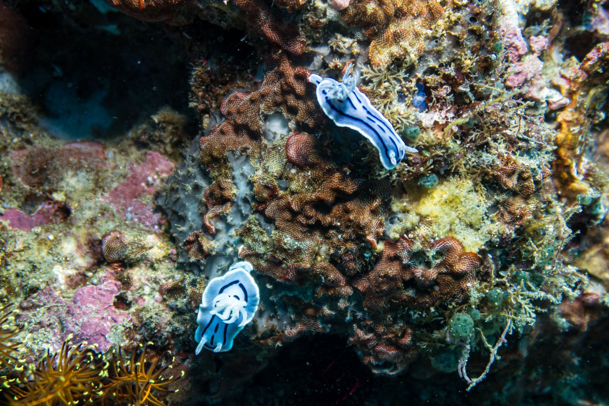 Willans Chromodoris