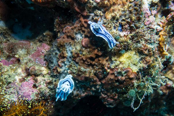 Willans Chromodoris - Photo 1