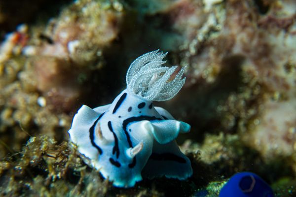 Willans Chromodoris - Photo 2