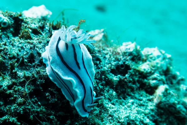 Willans Chromodoris - Photo 3