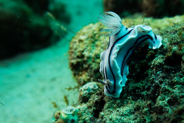 Willans Chromodoris - Photo 4