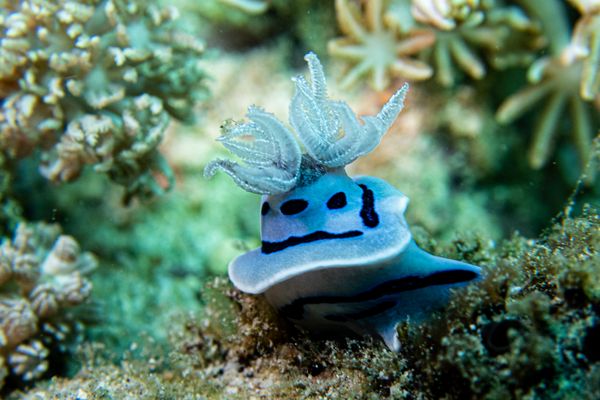 Willans Chromodoris - Photo 5