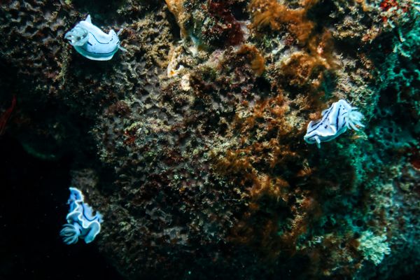 Willans Chromodoris - Photo 9
