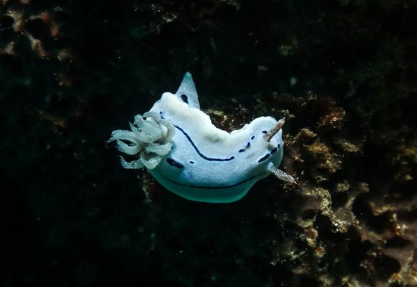 Willans Chromodoris - Photo 10