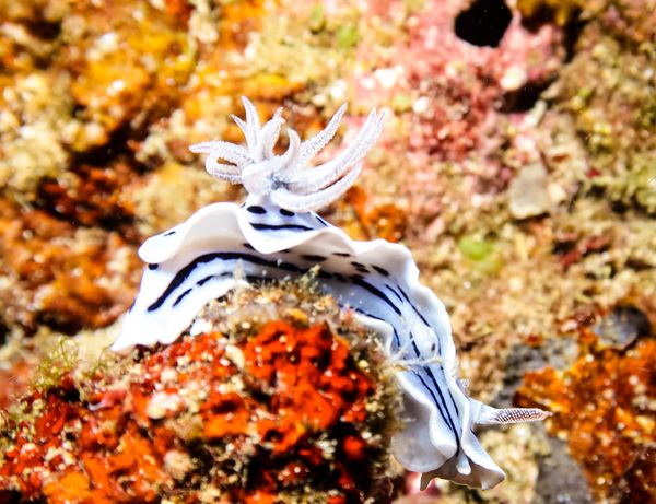 Willan's Chromodoris - Puerto Galera - 10 June 2025 - Dive 3