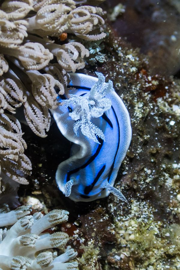 Willans Chromodoris - Photo 18