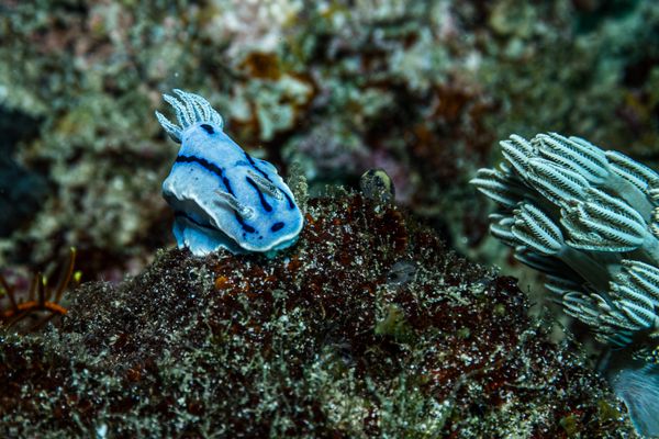 Willans Chromodoris - Photo 19