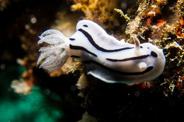 Willans Chromodoris - Photo 20