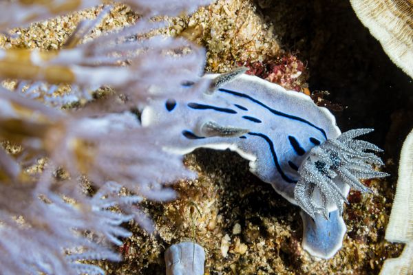 Willans Chromodoris - Photo 21