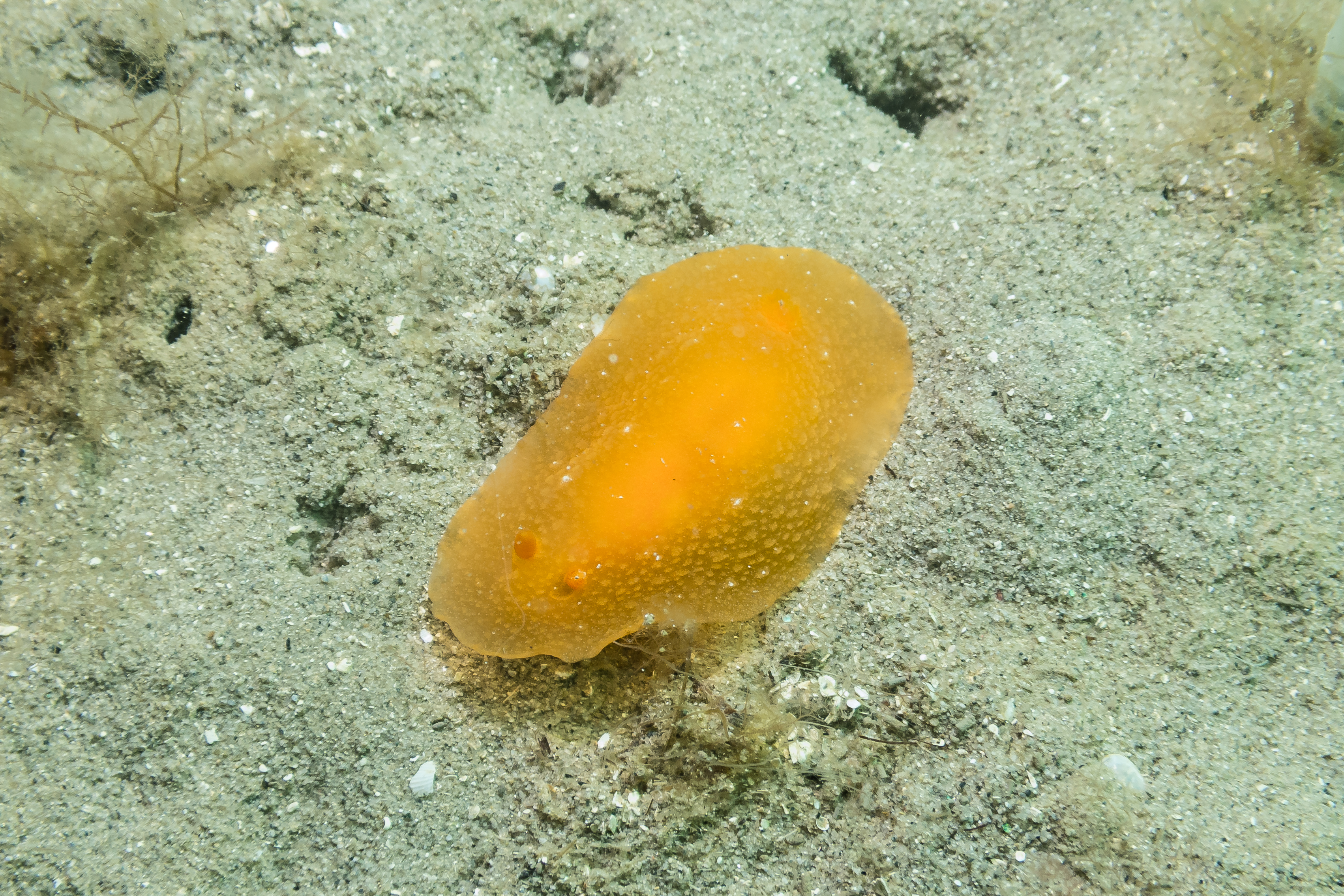 Fleshy Doriopsilla