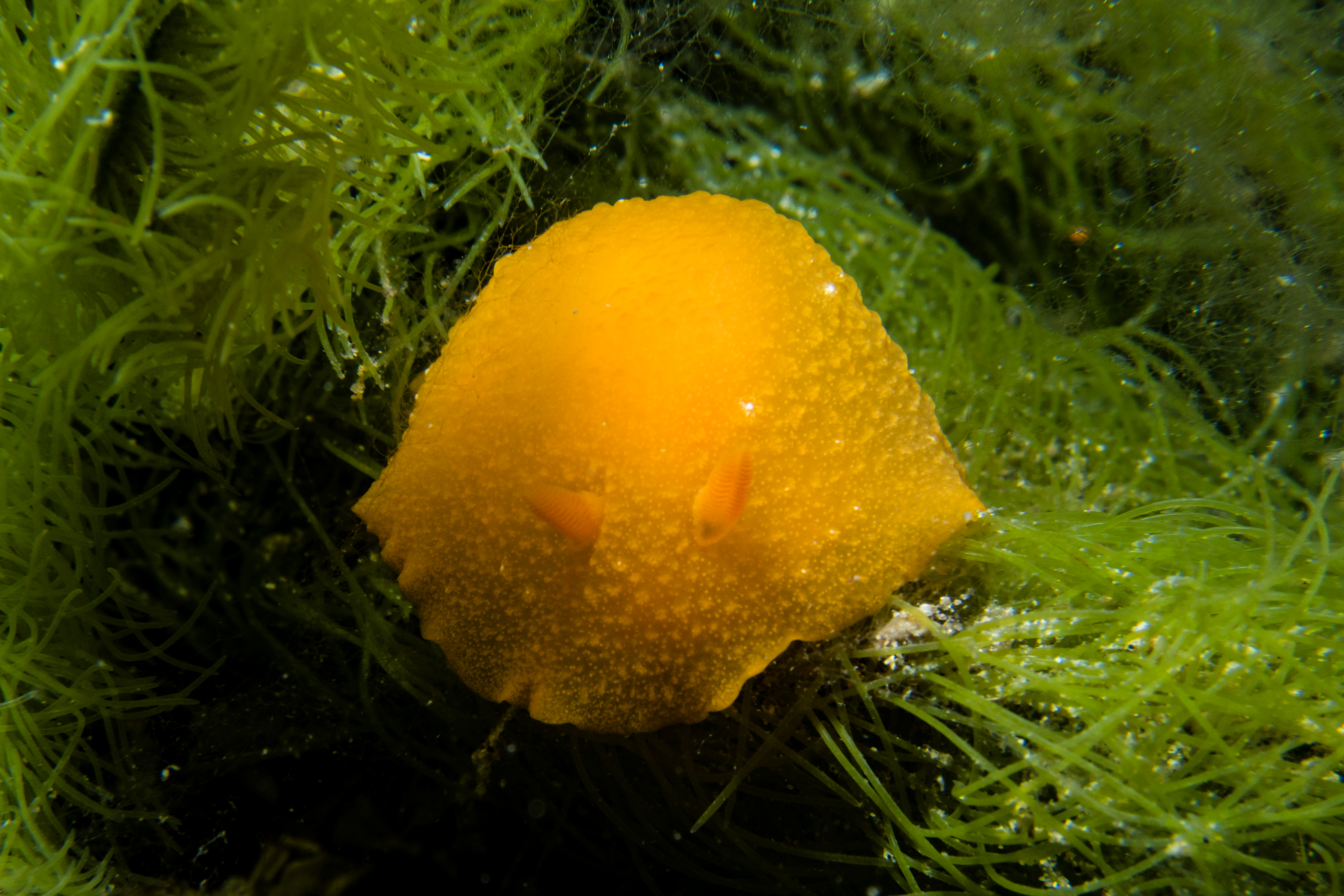 Fleshy Doriopsilla