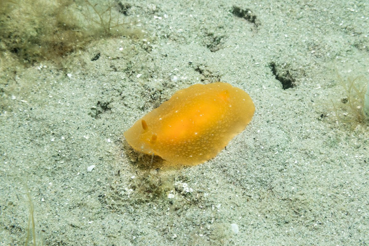 Fleshy Doriopsilla