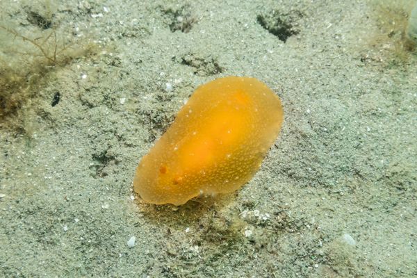 Fleshy Doriopsilla - Photo 2