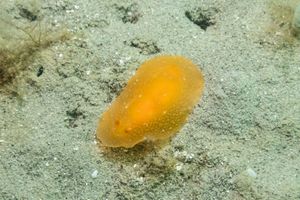Fleshy Doriopsilla