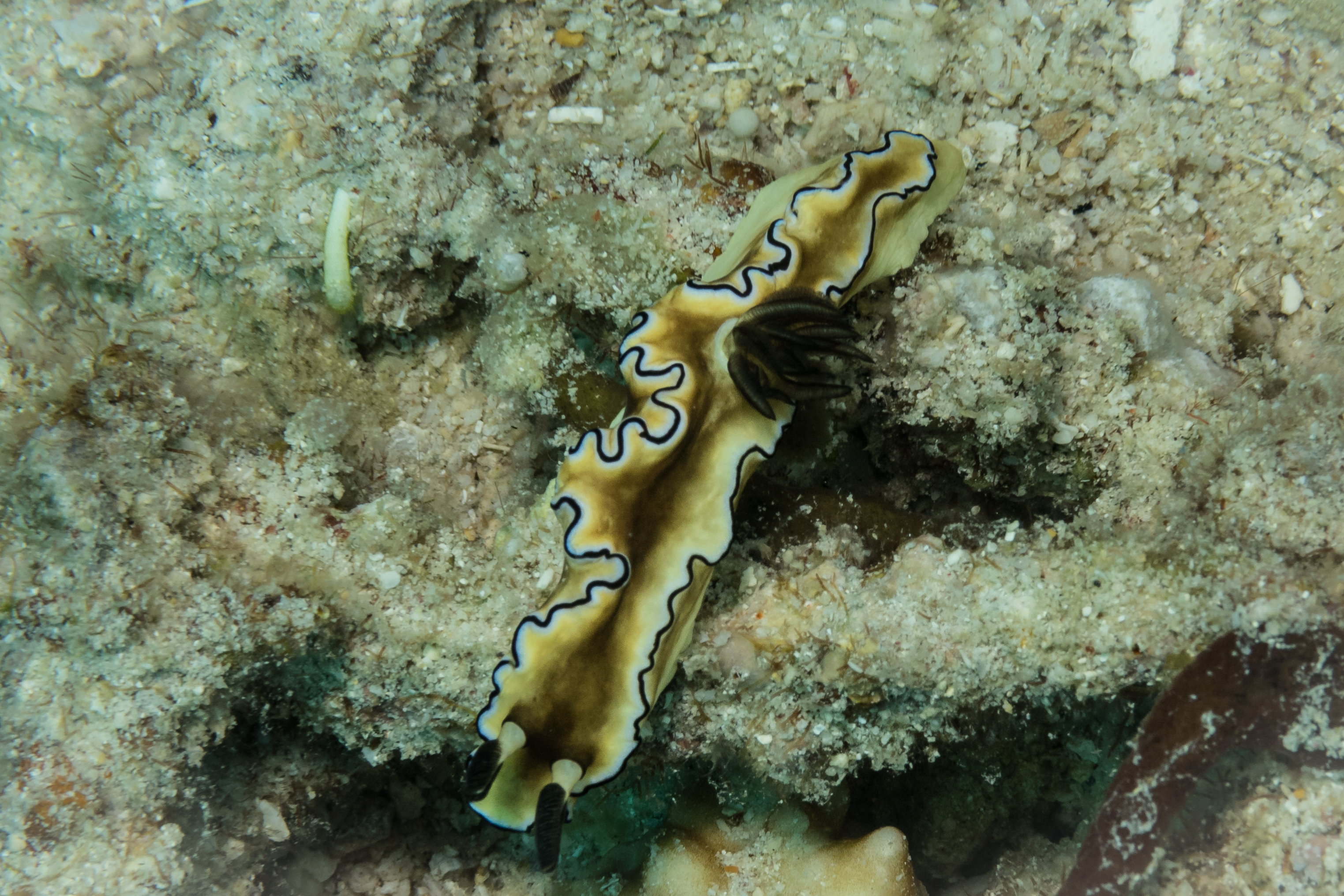 Black-margined Nudibranch