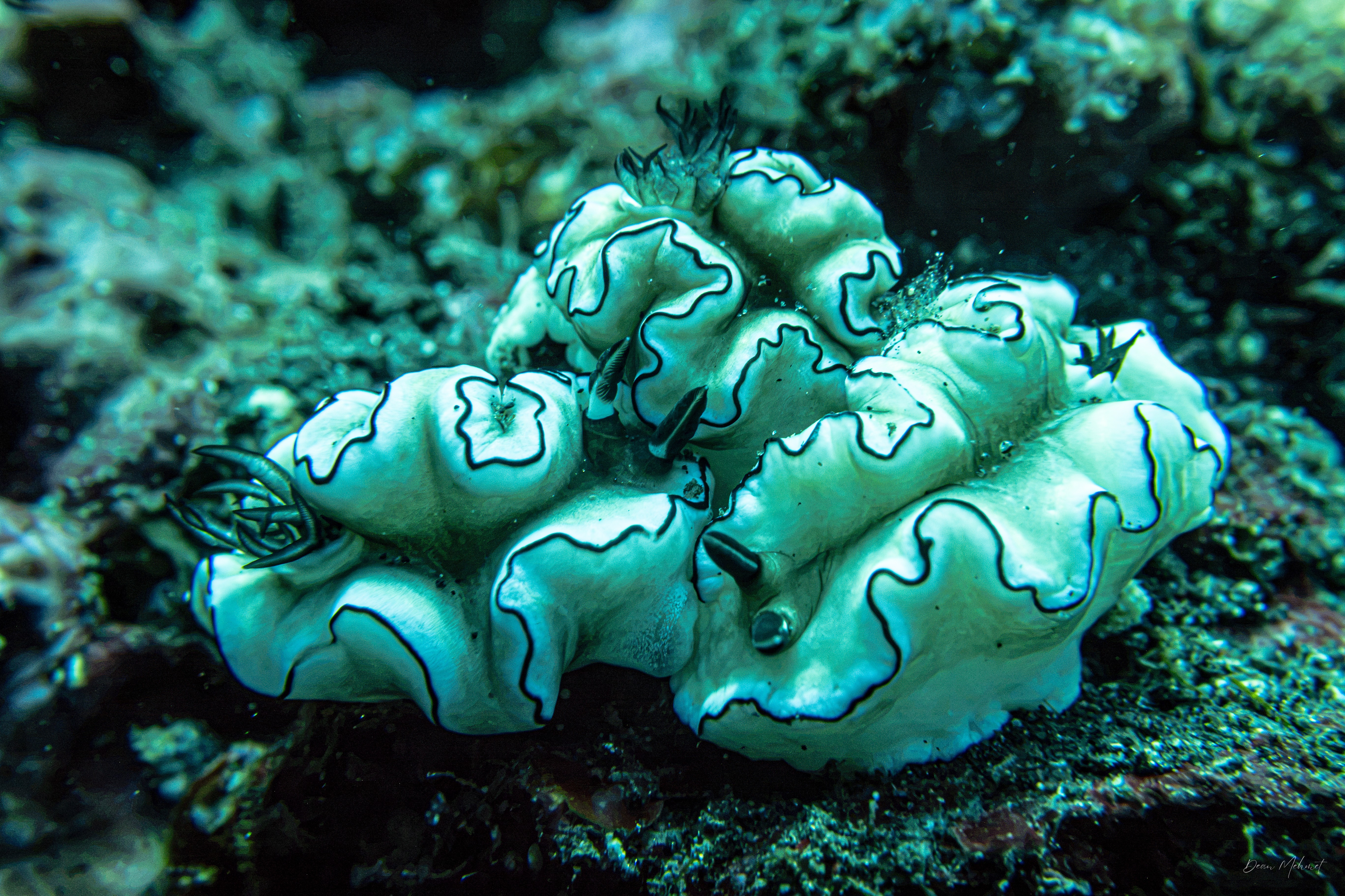 Black-margined Nudibranch