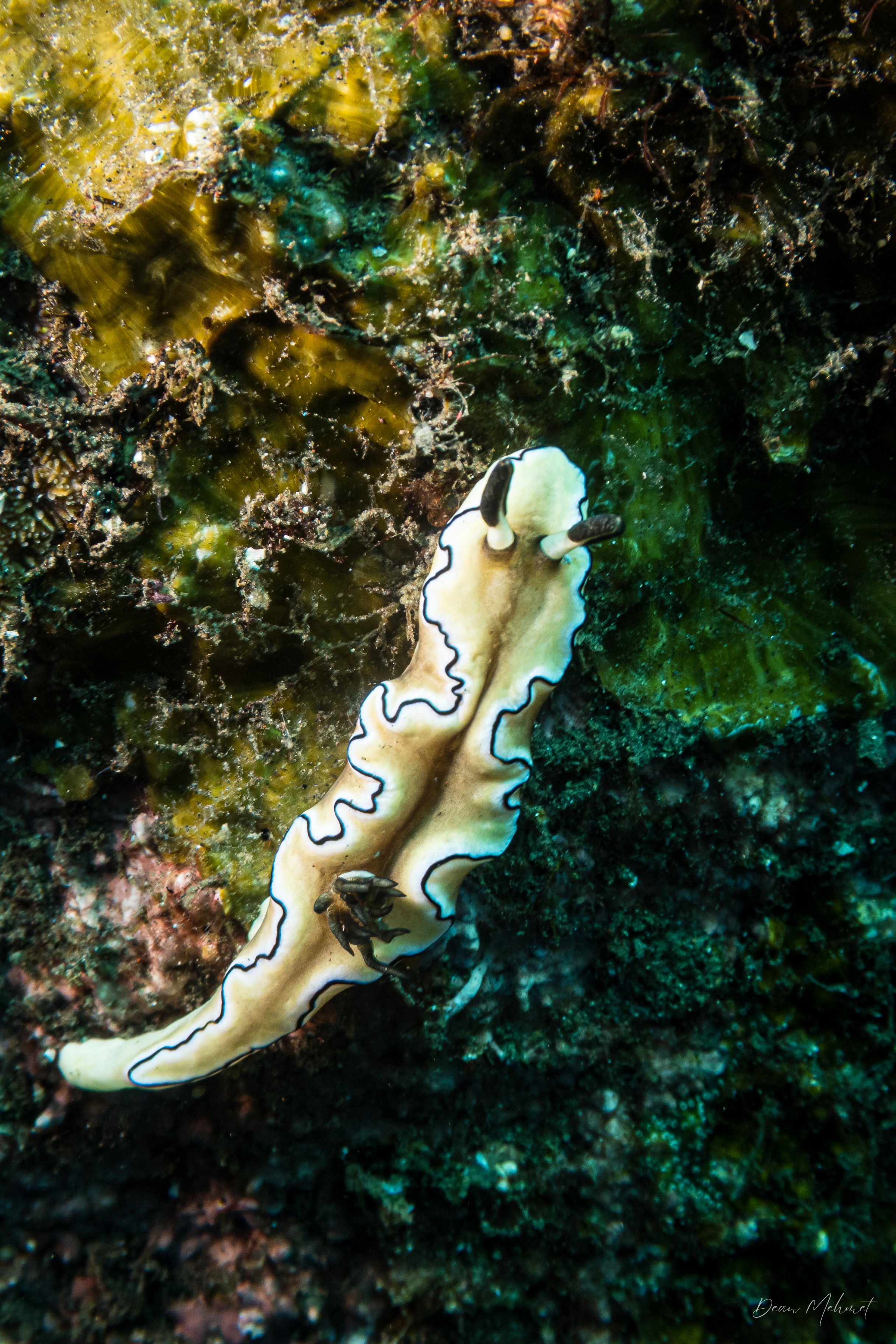 Black-margined Nudibranch
