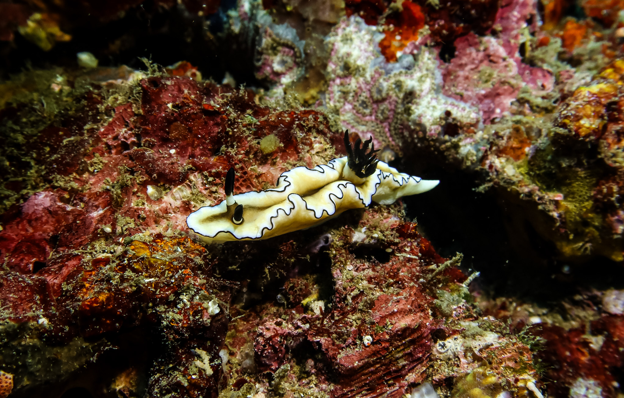 Black-margined Nudibranch