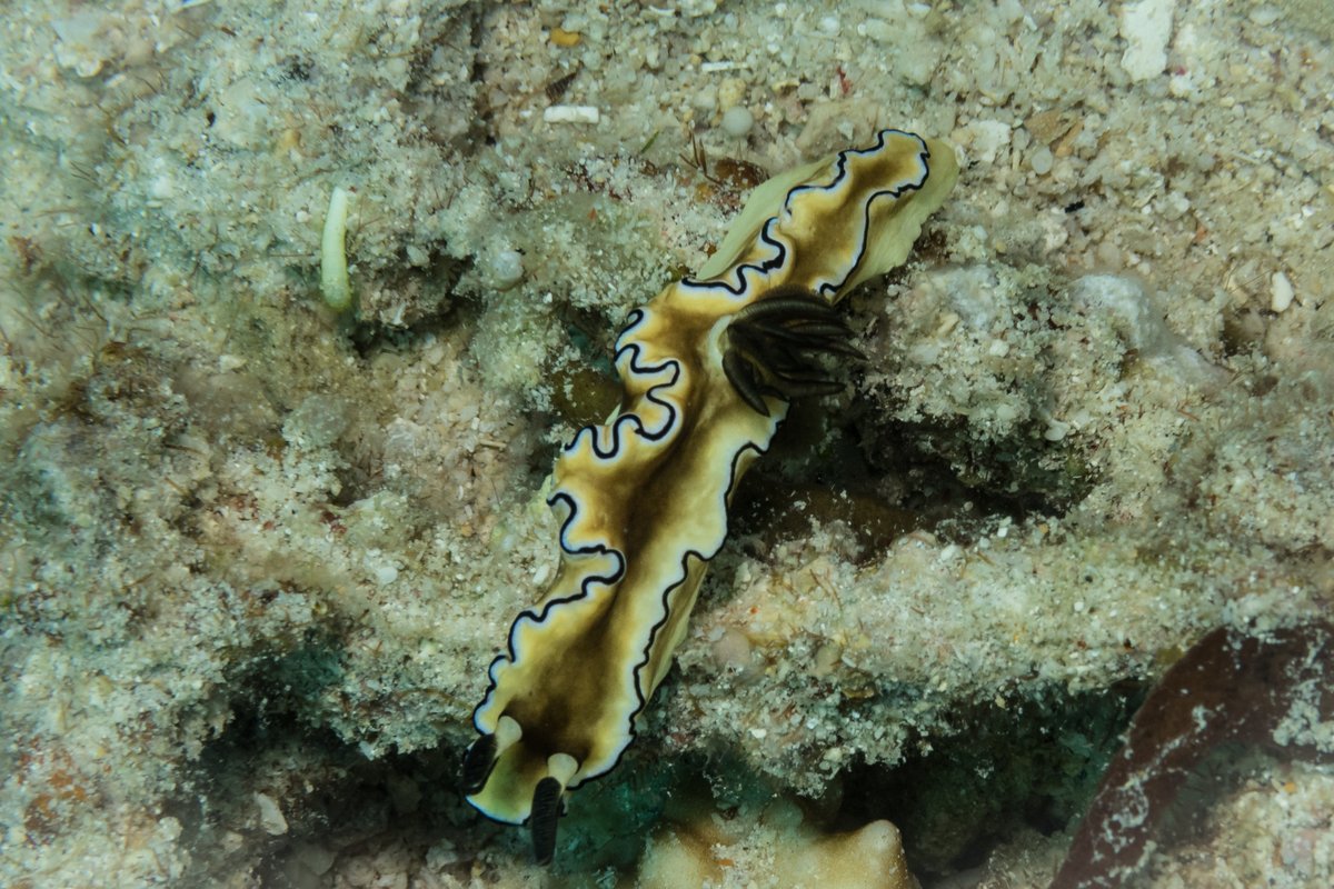 Black-margined Nudibranch