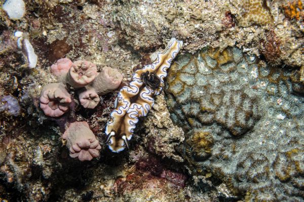 Black-margined Nudibranch - Photo 2