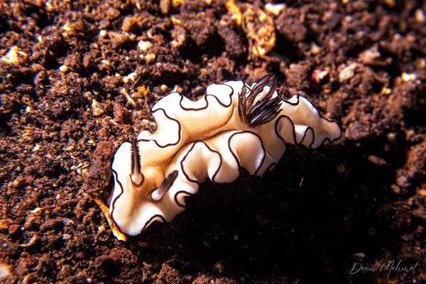 Black-margined Nudibranch - Photo 3