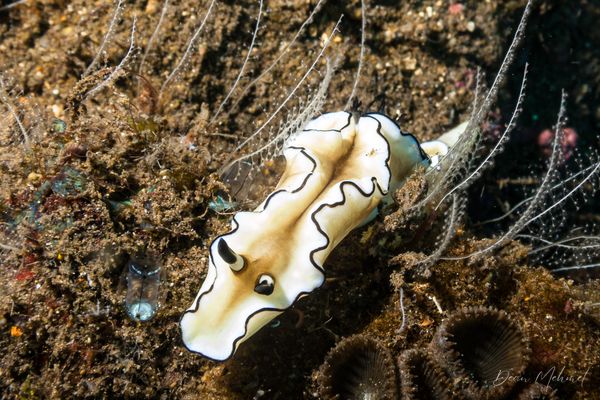 Black-margined Nudibranch - Photo 4