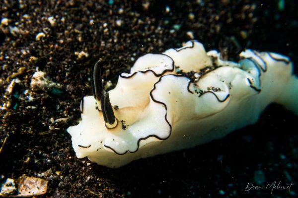 Black-margined Nudibranch - Photo 5