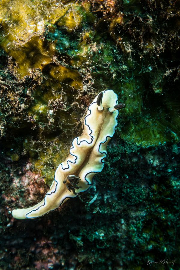 Black-margined Nudibranch - Photo 7