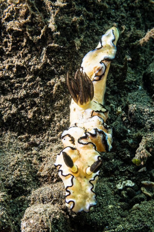Black-margined Nudibranch - Photo 8