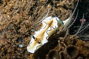 Black-margined Nudibranch