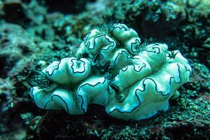 Black-margined Nudibranch