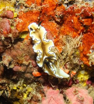 Black-margined Nudibranch from Puerto Galera