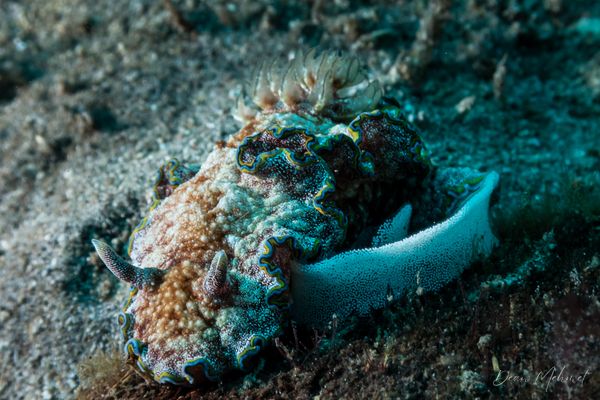 Glossodoris acosti - Photo 1