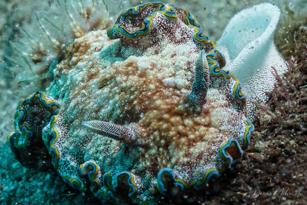 Glossodoris acosti - Photo 2