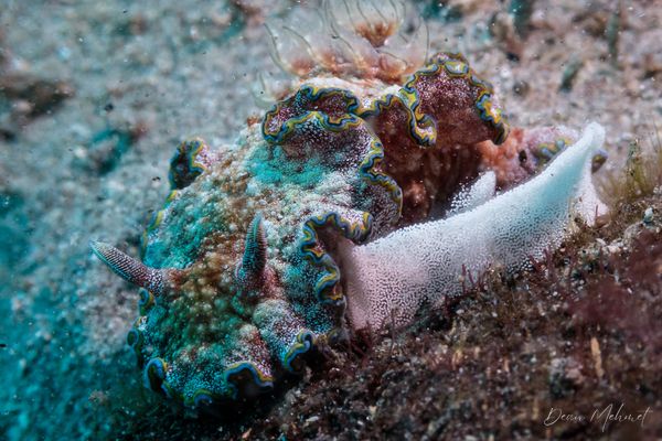 Glossodoris acosti - Photo 3