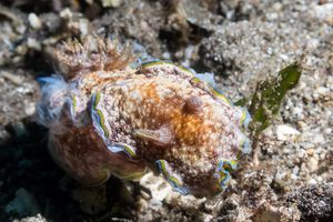 Glossodoris acosti