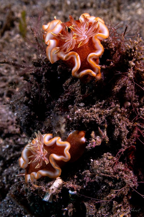 Caramel Nudibranch - Photo 2