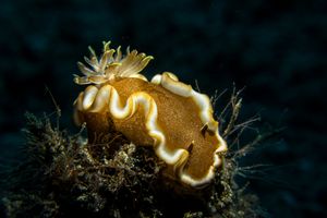 Glossodorises representative species