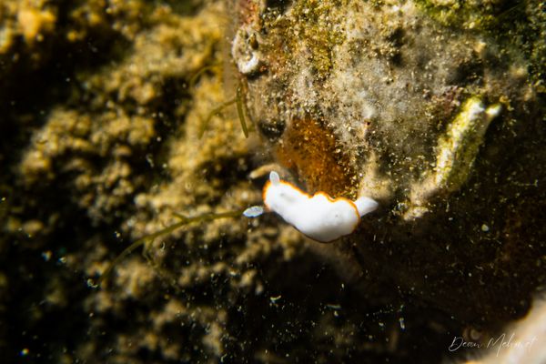 Goniobranchus albonares