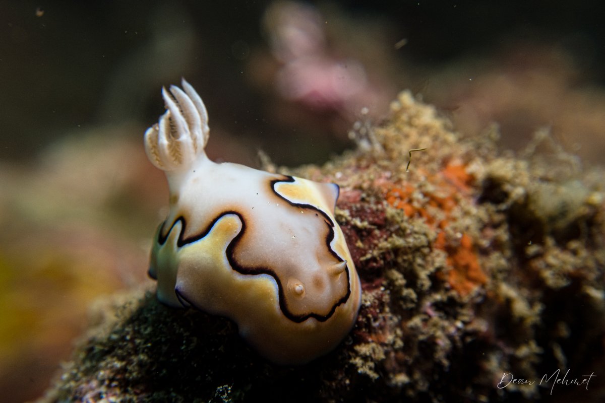 Cois Goniobranchus