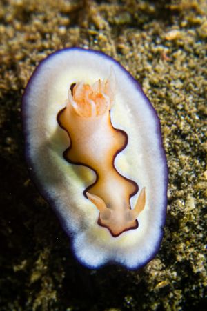 Coi's Goniobranchus