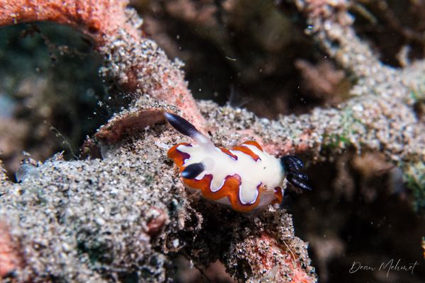 Faithful Sea Slug - Photo 1