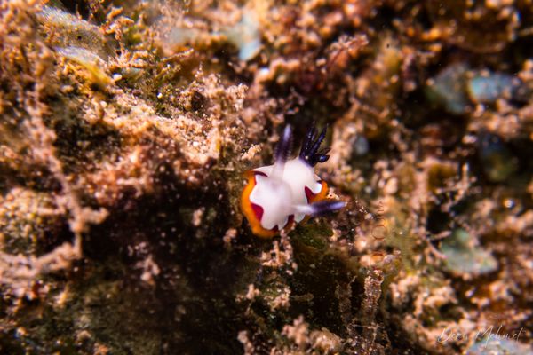 Faithful Sea Slug - Photo 3