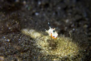 Faithful Sea Slug