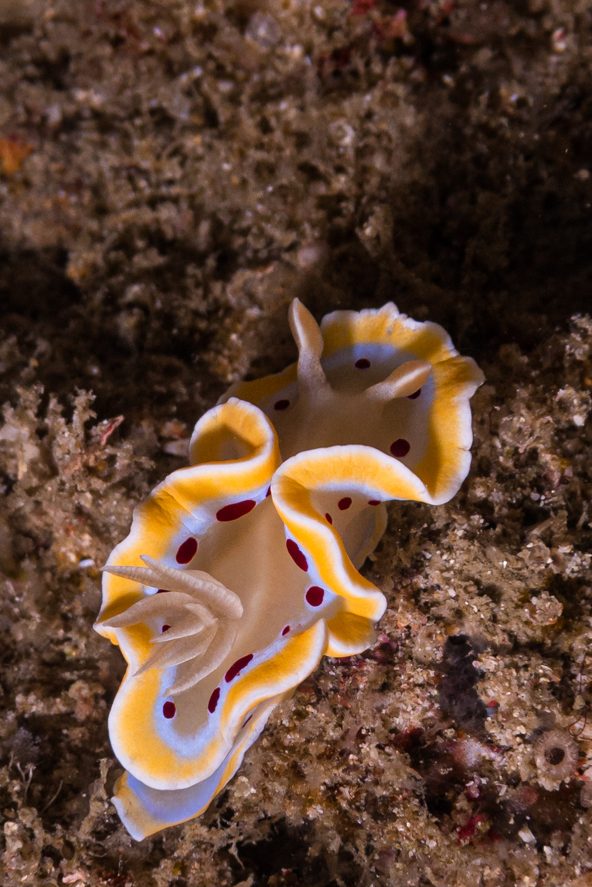 Gem Sea Slug