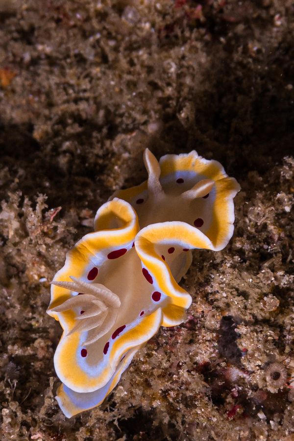 Gem Sea Slug - Photo 1