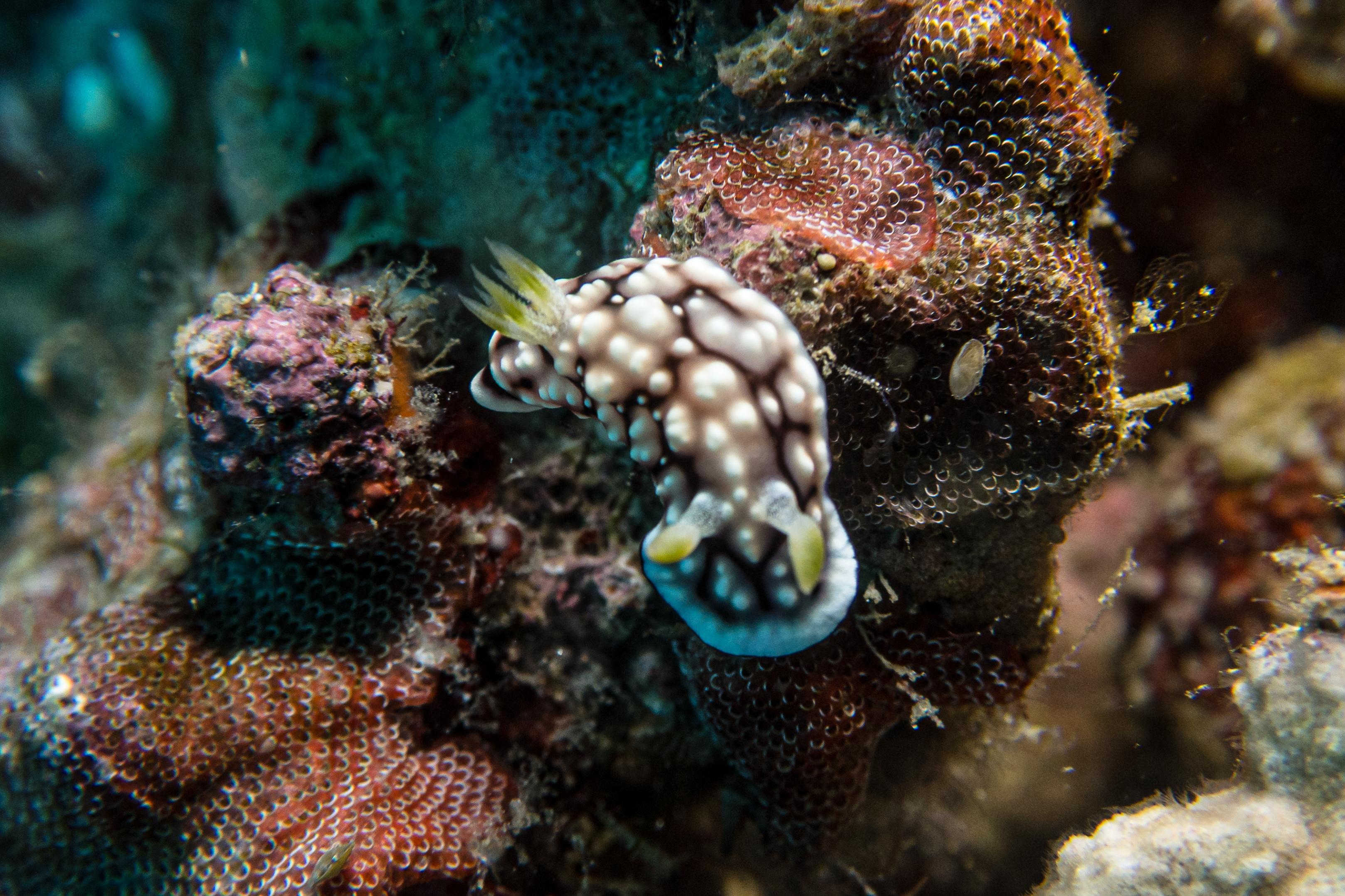 Geometric Goniobranchus