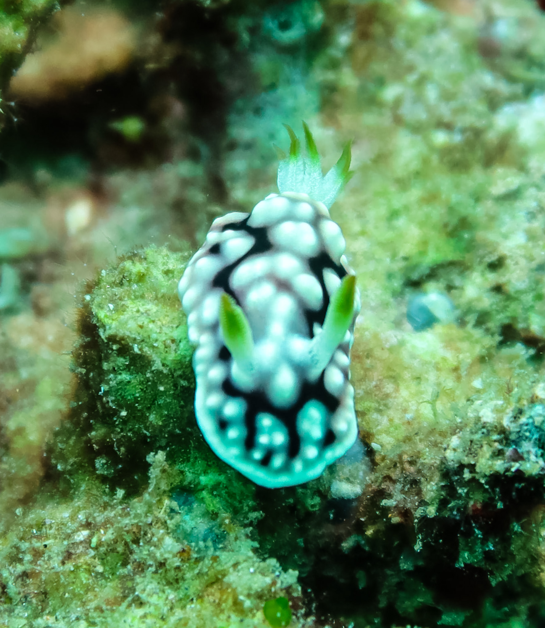 Geometric Goniobranchus