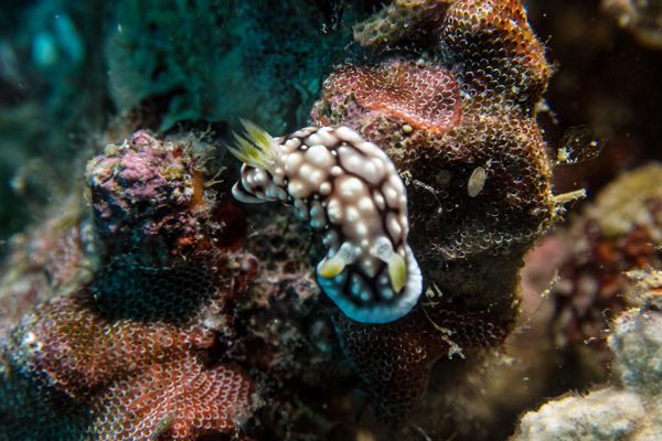 Geometric Goniobranchus - Photo 1