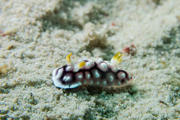 Geometric Goniobranchus - Photo 2